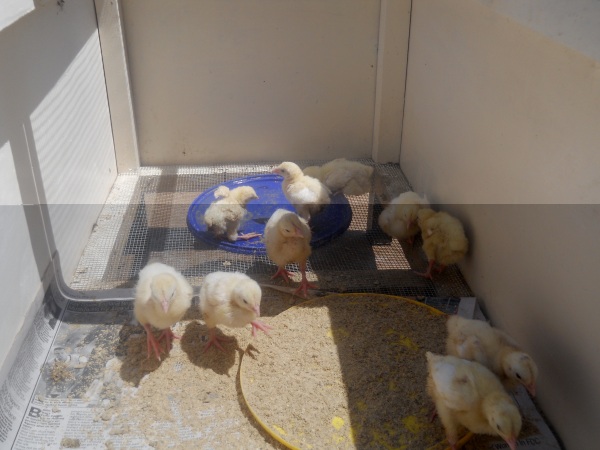 Chickens hatched using the Incubator