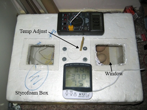 Styrofoam Cooler used as an Incubator Box